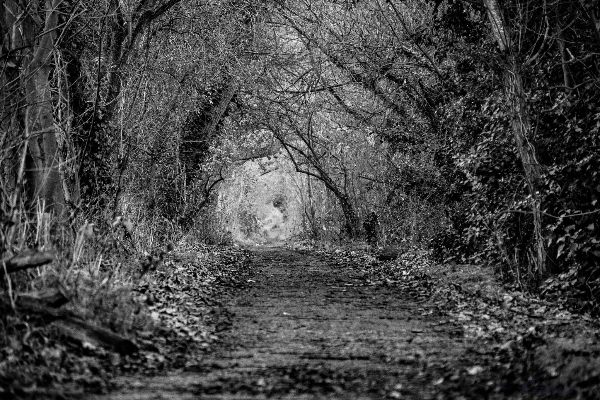 Panasonic DMC-G70 + Panasonic Lumix G Vario 14-140mm F3.5-5.6 ASPH Power O.I.S sample photo. Alley forming a tunnel photography