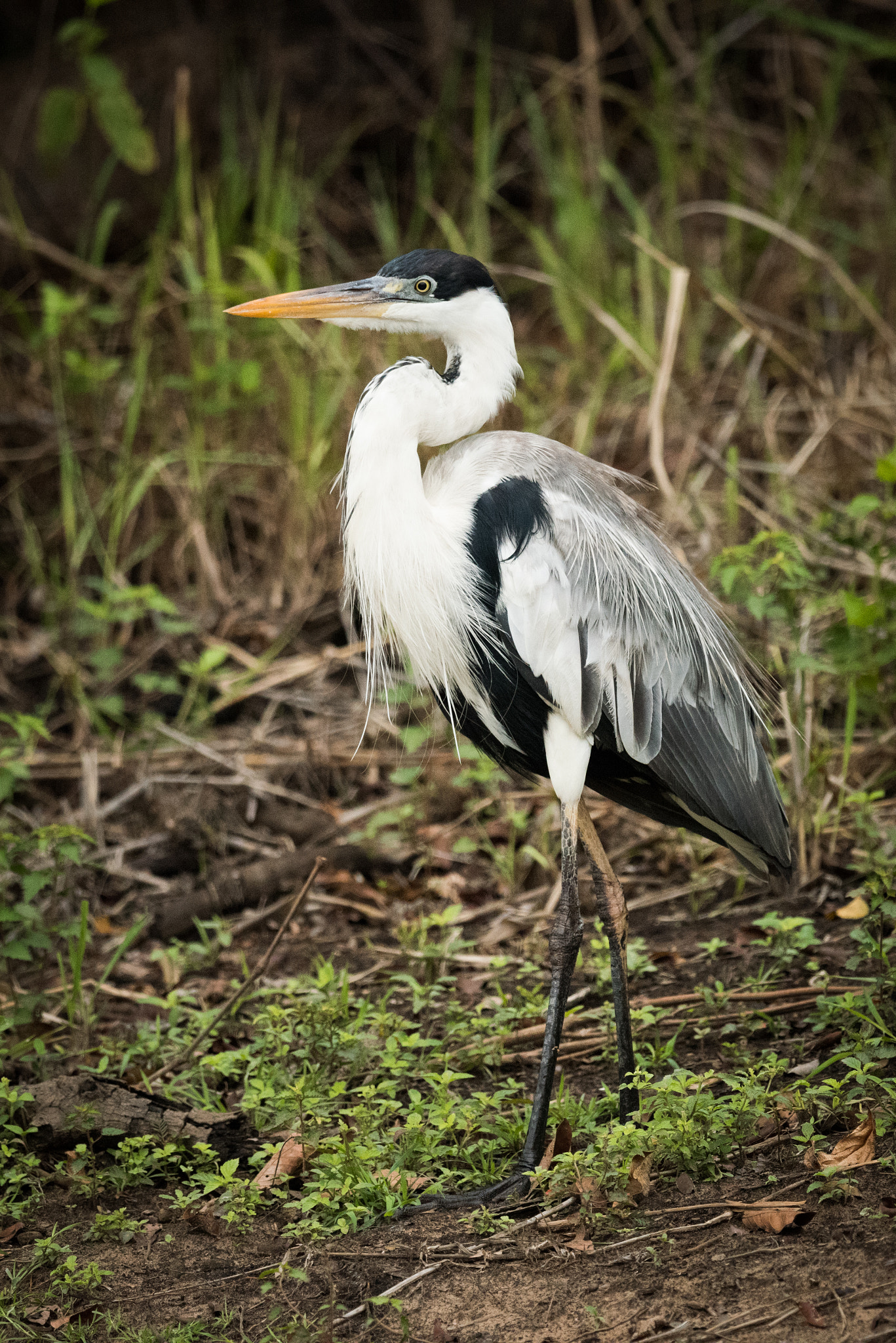 Nikon D810 sample photo. Cocoi heron walks past bushes in forest photography