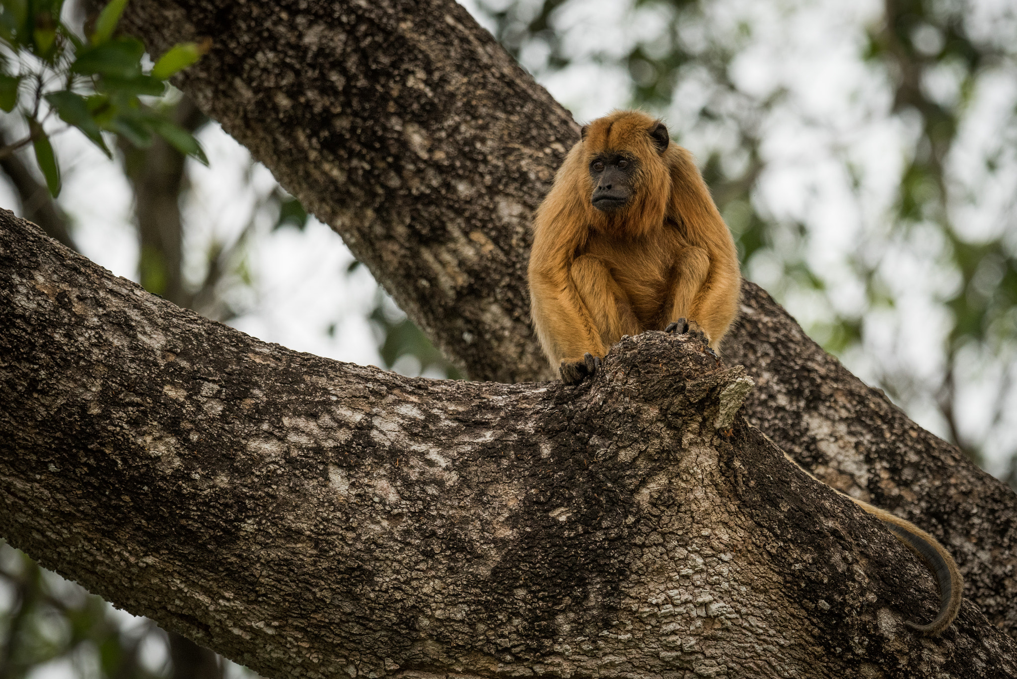 Nikon D810 sample photo. Female black howler monkey sitting in tree photography