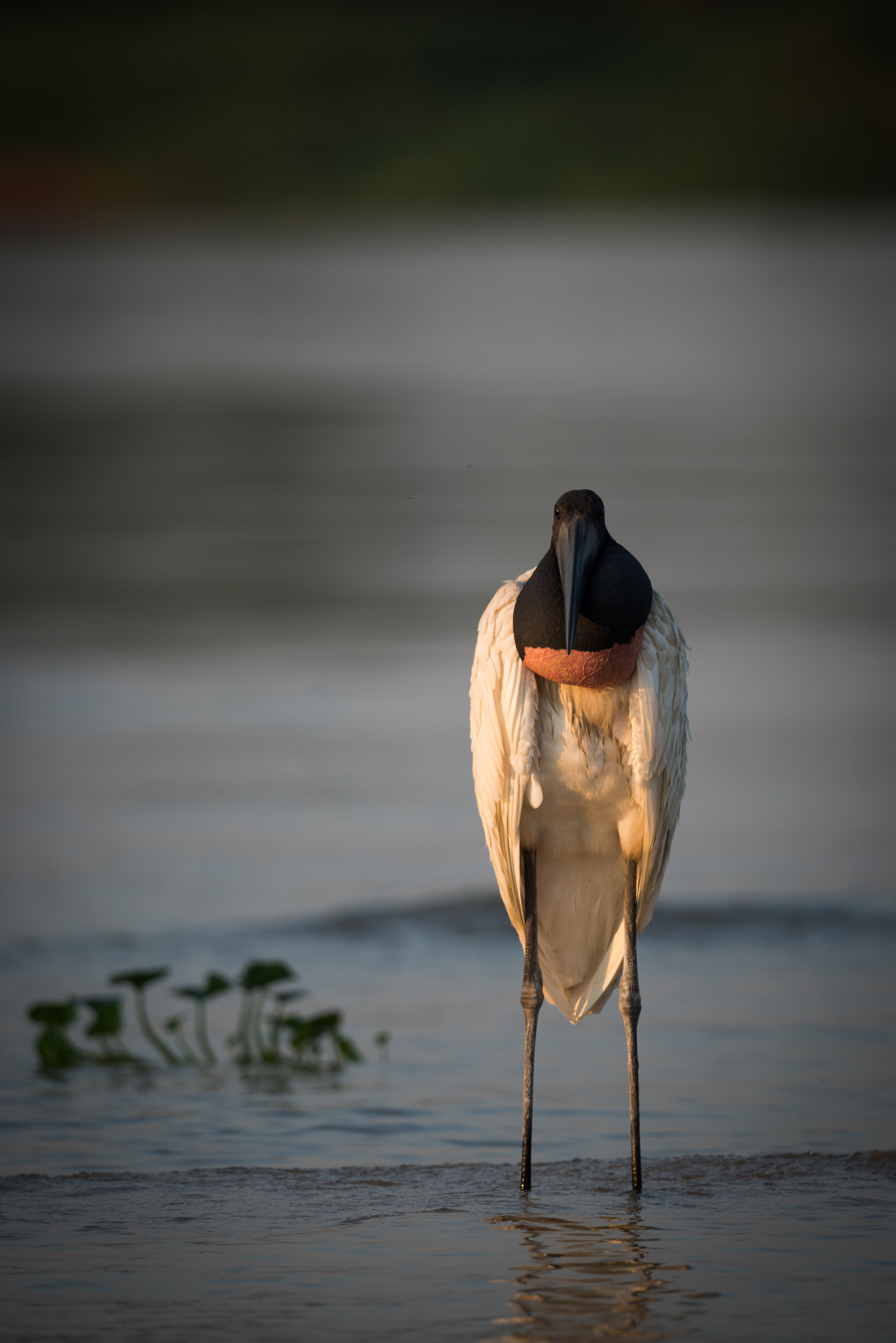 Nikon AF-S Nikkor 800mm F5.6E FL ED VR sample photo. Jabiru in shallows at sunset facing camera photography