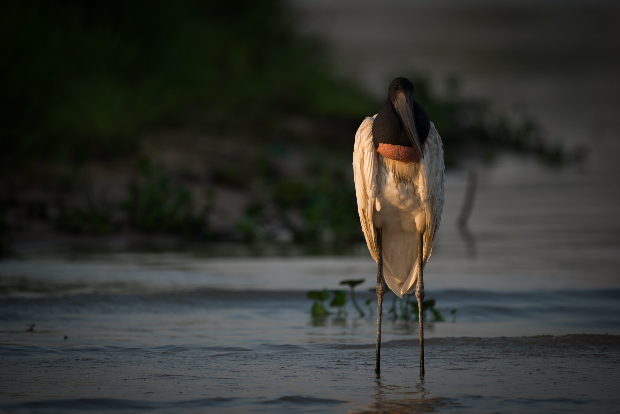 Nikon AF-S Nikkor 800mm F5.6E FL ED VR sample photo. Jabiru standing in shallows in golden light photography
