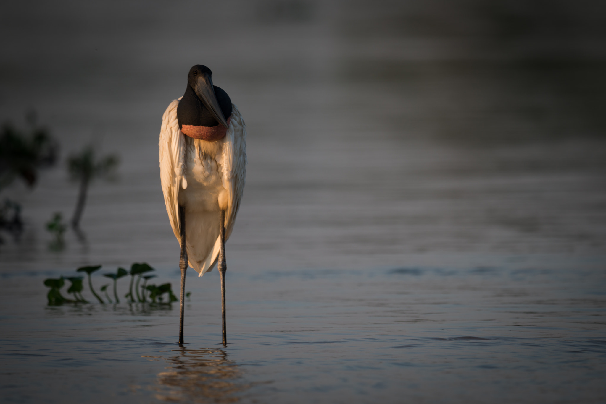 Nikon AF-S Nikkor 800mm F5.6E FL ED VR sample photo. Jabiru standing in shallows in golden hour photography
