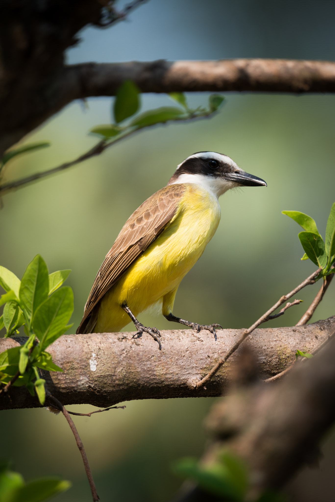 Nikon AF-S Nikkor 800mm F5.6E FL ED VR sample photo. Lesser kiskadee perched on branch in sunshine photography
