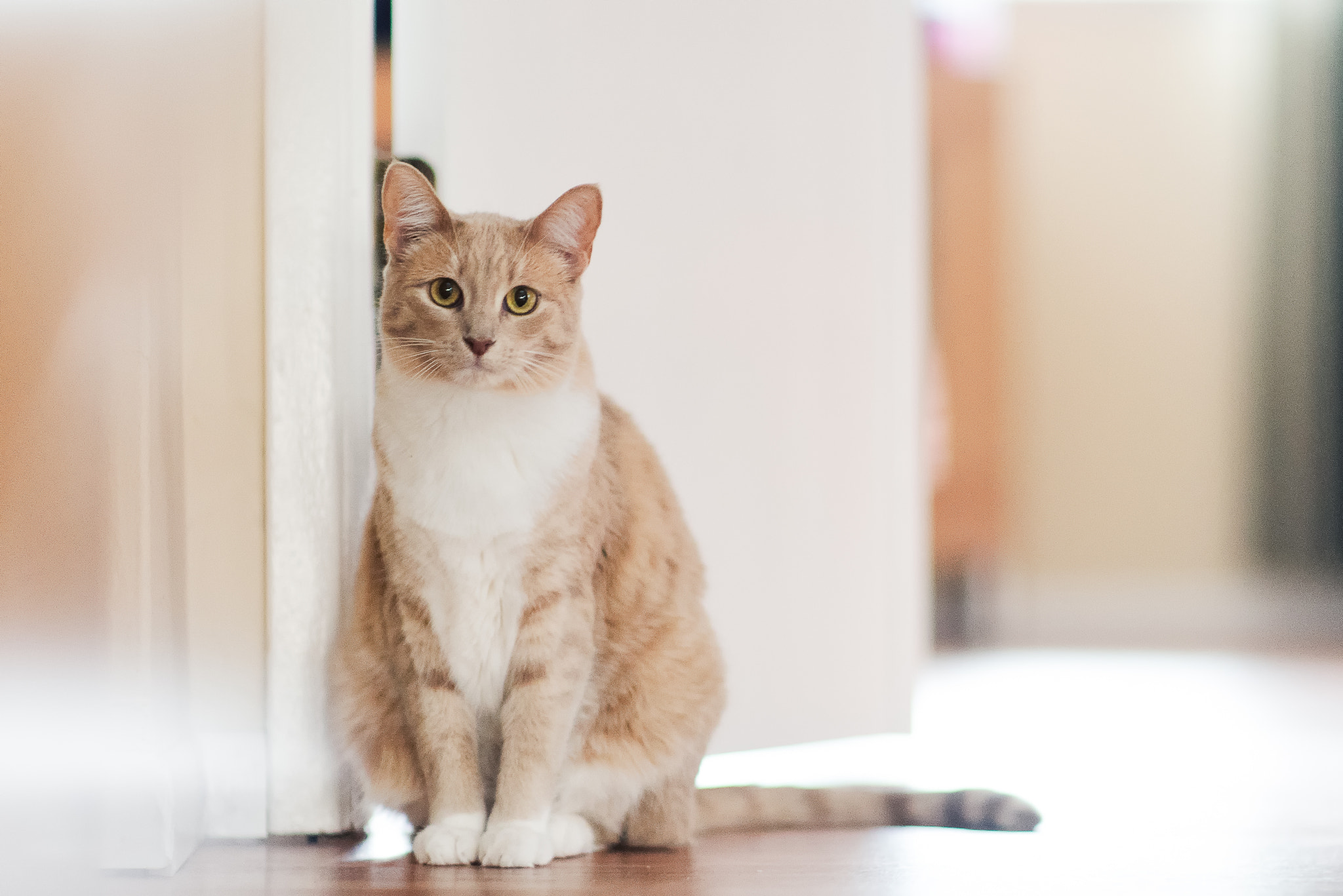 Nikon D750 + Sigma 85mm F1.4 EX DG HSM sample photo. Xenia by the door photography