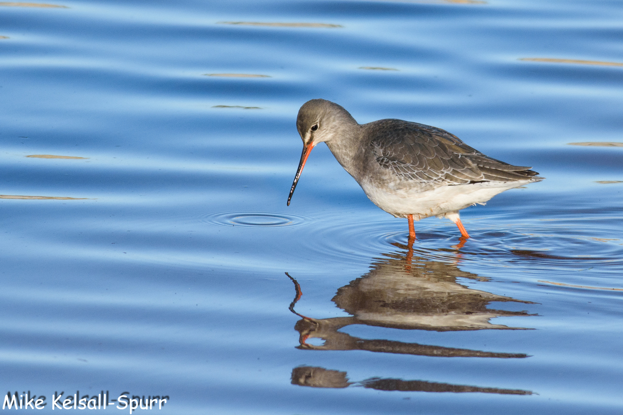 Nikon D7200 + Nikon AF-S Nikkor 300mm F4D ED-IF sample photo. Spotted redshank photography
