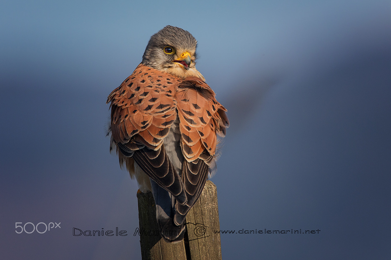 Canon EOS 5D Mark IV + Canon EF 600mm F4L IS USM sample photo. Kestrel (falco tinnunculus) gheppio photography