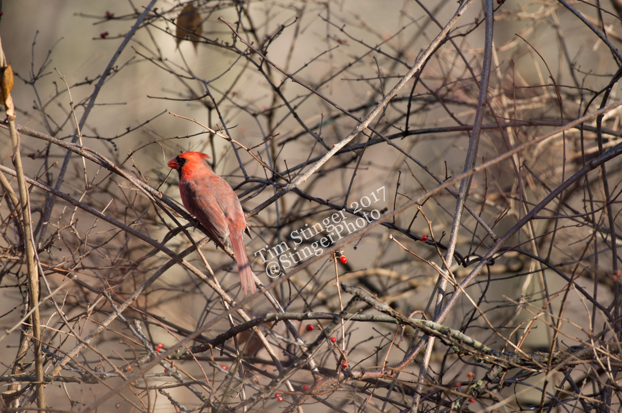 Nikon AF-S Nikkor 200-500mm F5.6E ED VR sample photo. Berries for breakfast photography