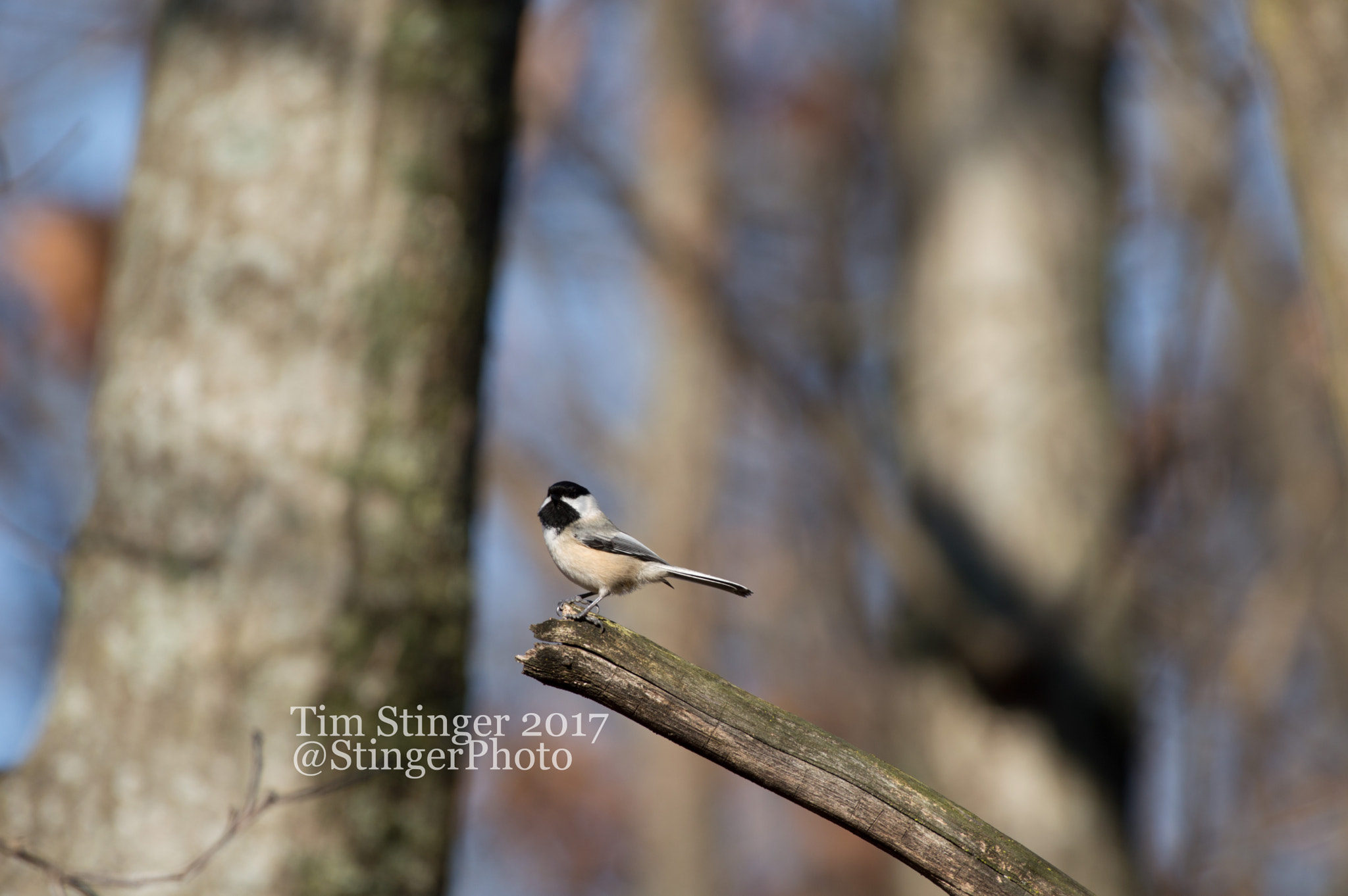 Nikon AF-S Nikkor 200-500mm F5.6E ED VR sample photo. Which way was i suppose to go photography