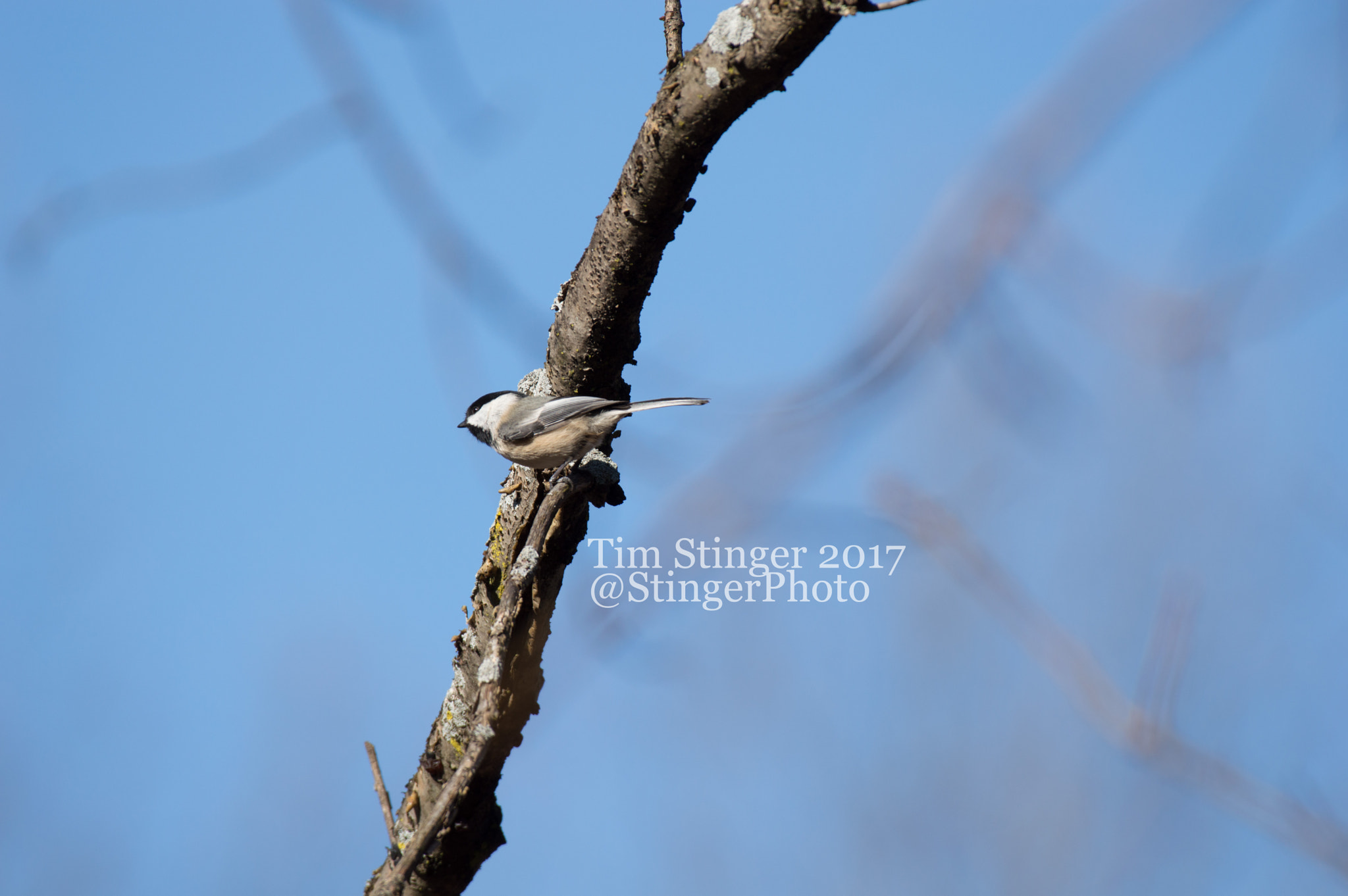 Nikon AF-S Nikkor 200-500mm F5.6E ED VR sample photo. Busy chickadee photography