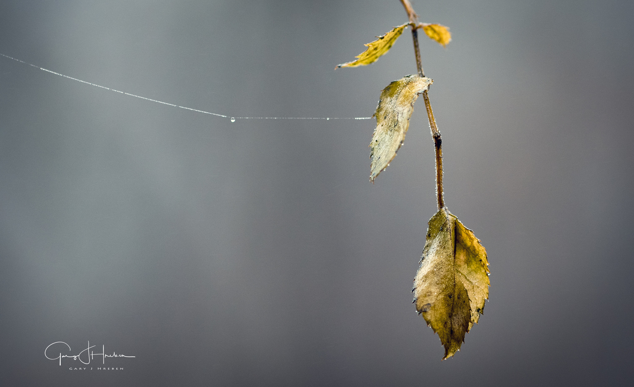 Tokina AT-X Pro 100mm F2.8 Macro sample photo. Dewdrops photography