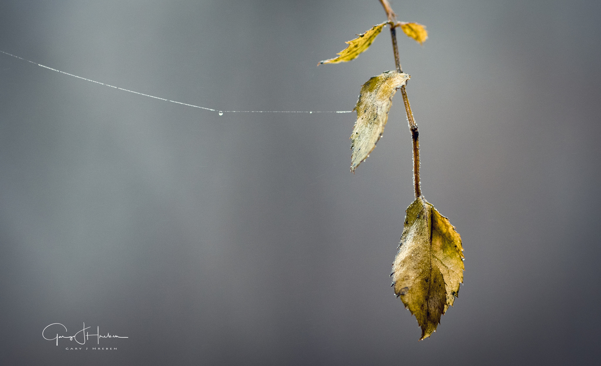 Nikon D750 sample photo. Dewdrops photography