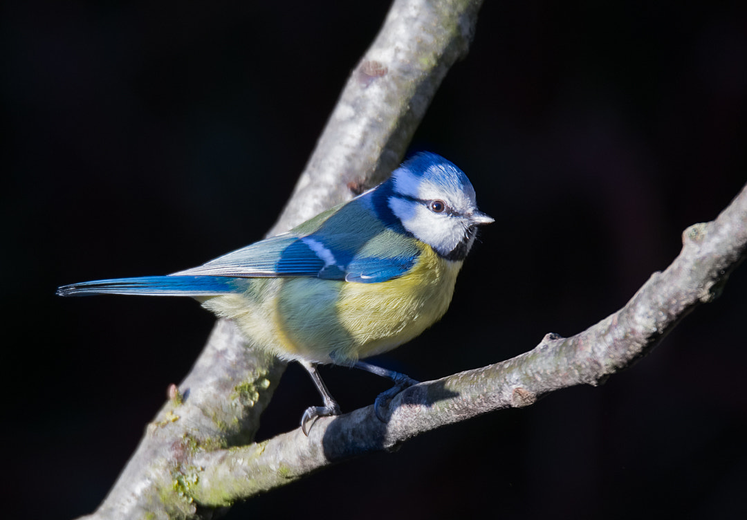 150-600mm F5-6.3 DG OS HSM | Sports 014 sample photo. Eurasian blue tit photography