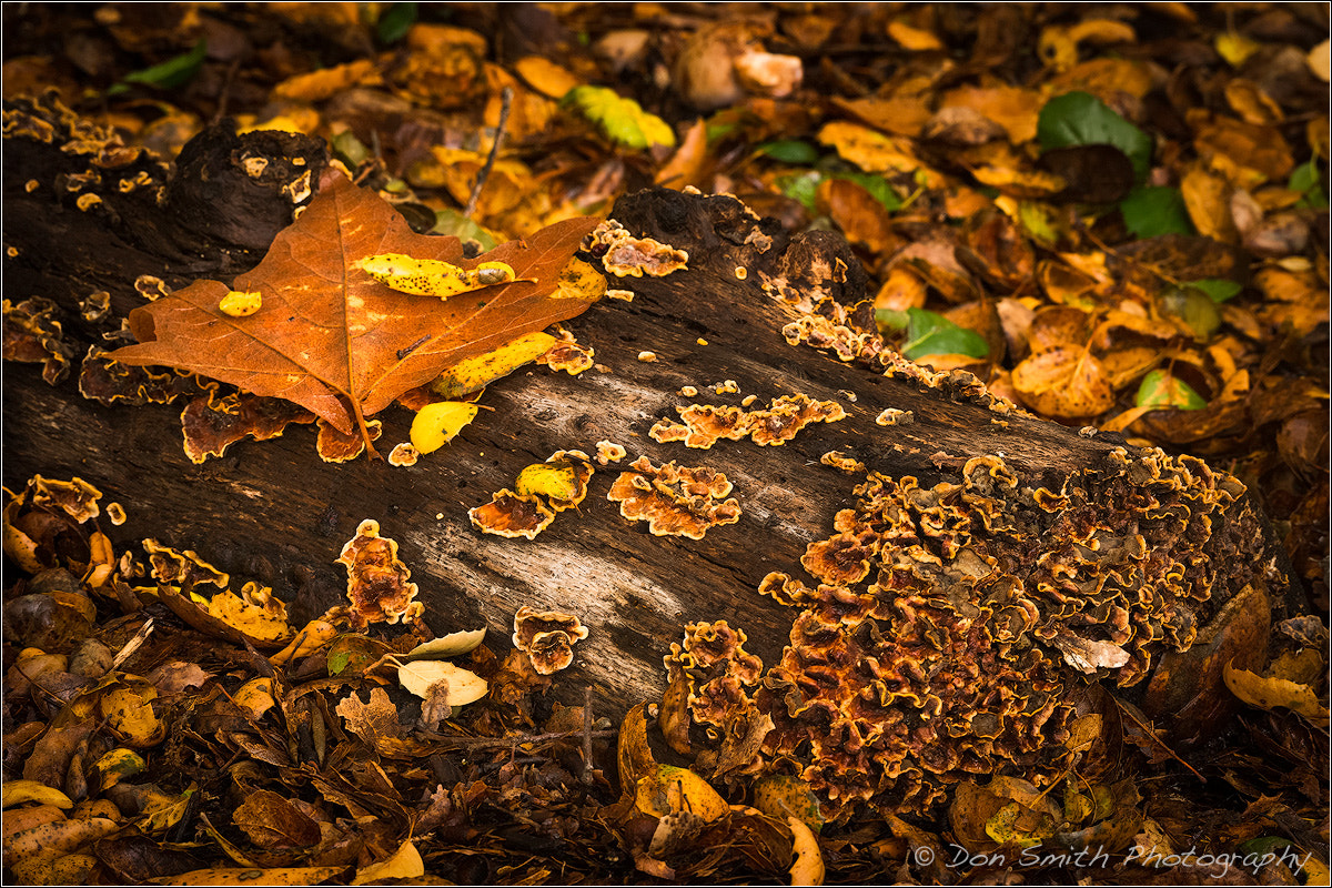 Sony a7R II sample photo. Dried leaves and stump photography
