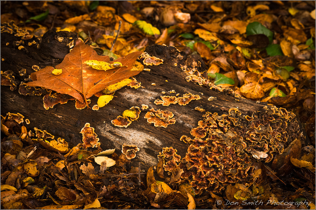 150-600mm F5-6.3 DG OS HSM | Sports 014 sample photo. Dried leaves and stump photography