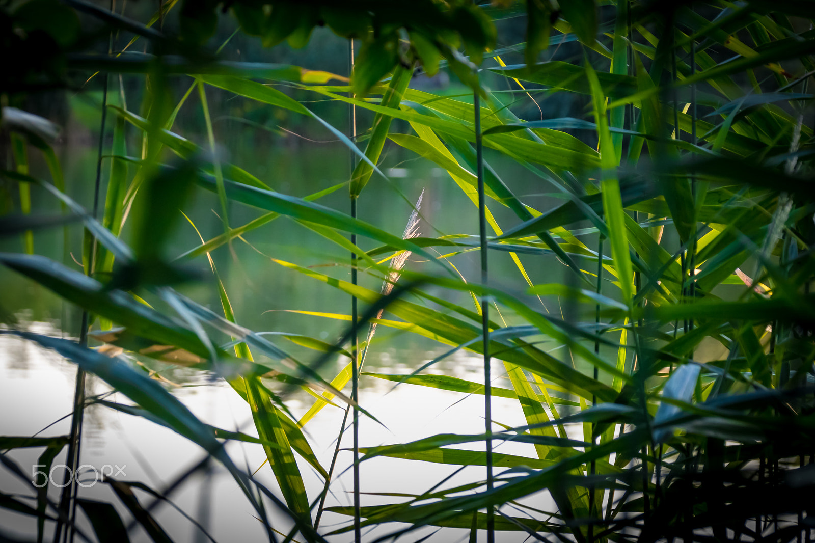Canon EF 75-300mm F4.0-5.6 IS USM sample photo. Reed photography