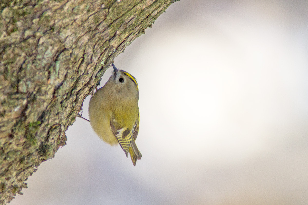 Canon EOS 7D + Canon EF 300mm F4L IS USM sample photo. Regolo (regulus regulus) photography