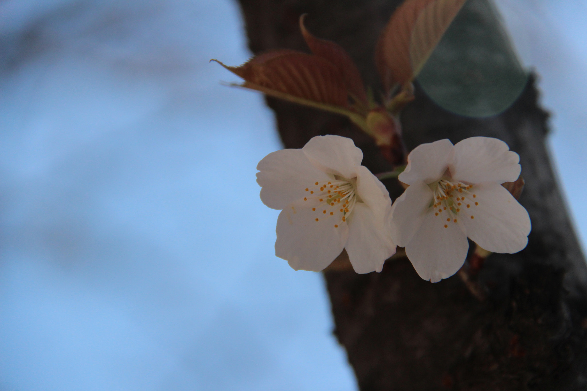 Canon EF-S 18-200mm F3.5-5.6 IS sample photo. 아름다운   생명력````` photography