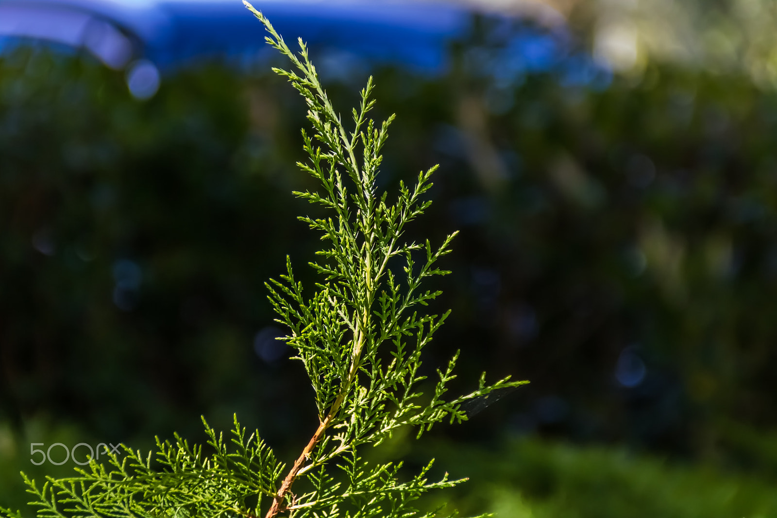 Canon EOS 750D (EOS Rebel T6i / EOS Kiss X8i) + Canon EF 75-300mm F4.0-5.6 IS USM sample photo. Green plants photography