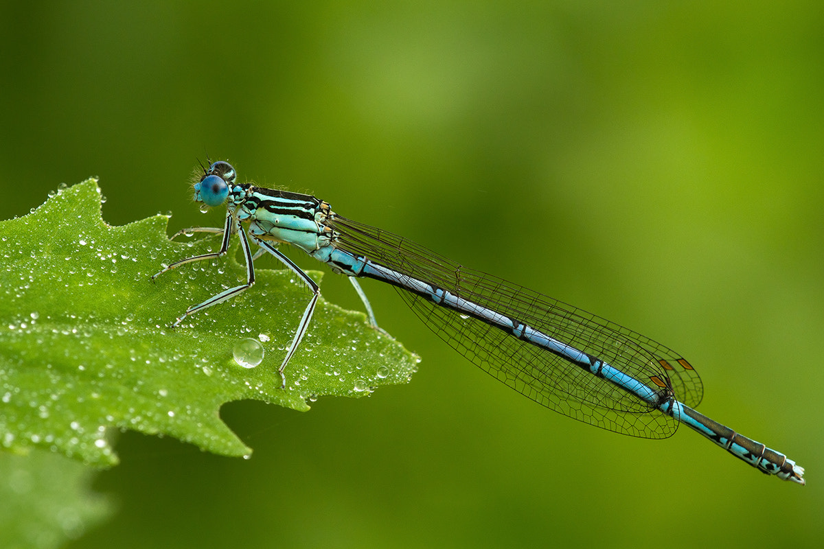 Sigma APO Macro 150mm f/2.8 EX DG HSM sample photo. Guardian of pearls photography