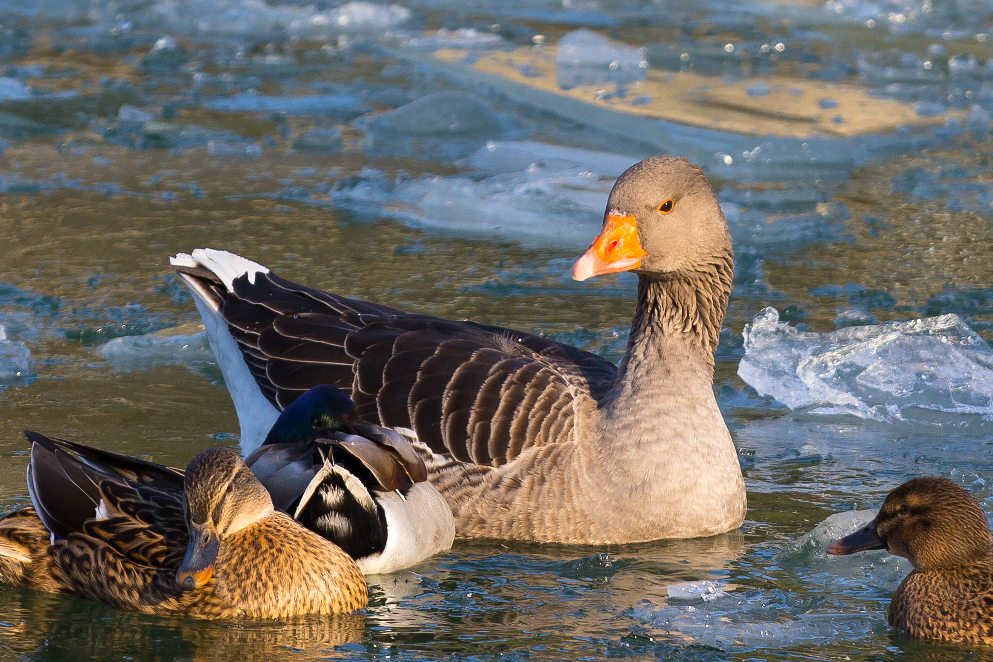 Canon EOS 60D + Canon EF 70-200mm F4L IS USM sample photo. Enjoying the winter sun photography