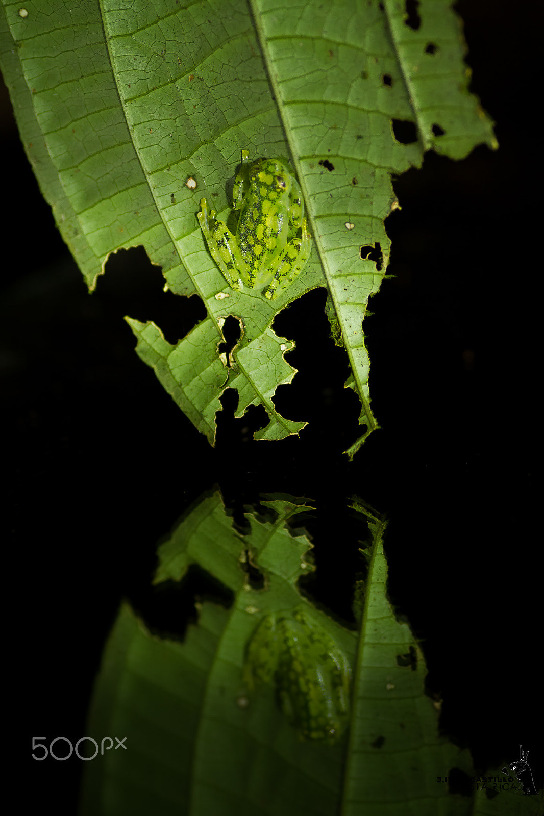 Sigma 105mm F2.8 EX DG Macro sample photo. Reticulated glass frog (hyalinobatrachium valerioi) photography