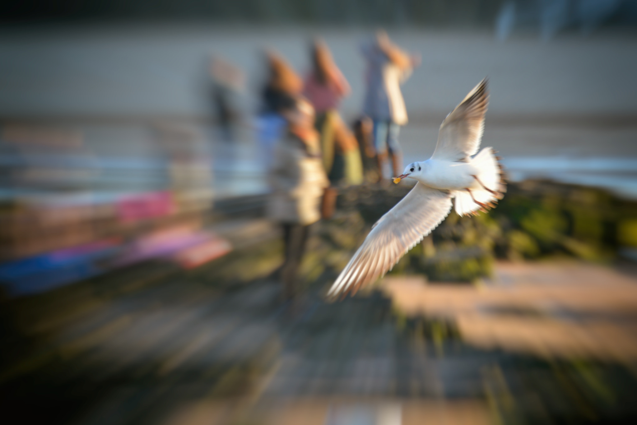 Nikon D800 sample photo. Fly away photography