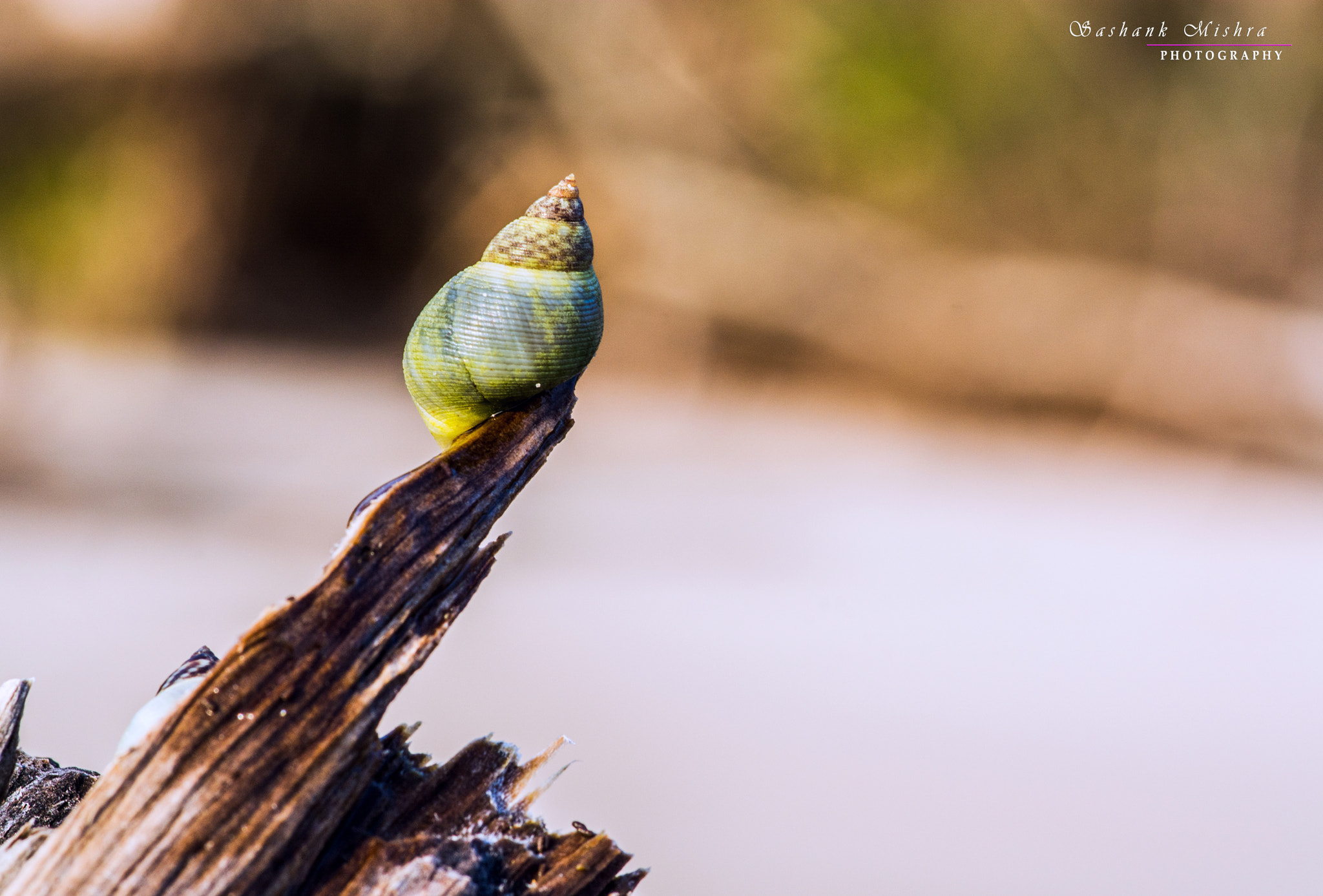 Tokina AT-X Pro 100mm F2.8 Macro sample photo. Top of the world photography