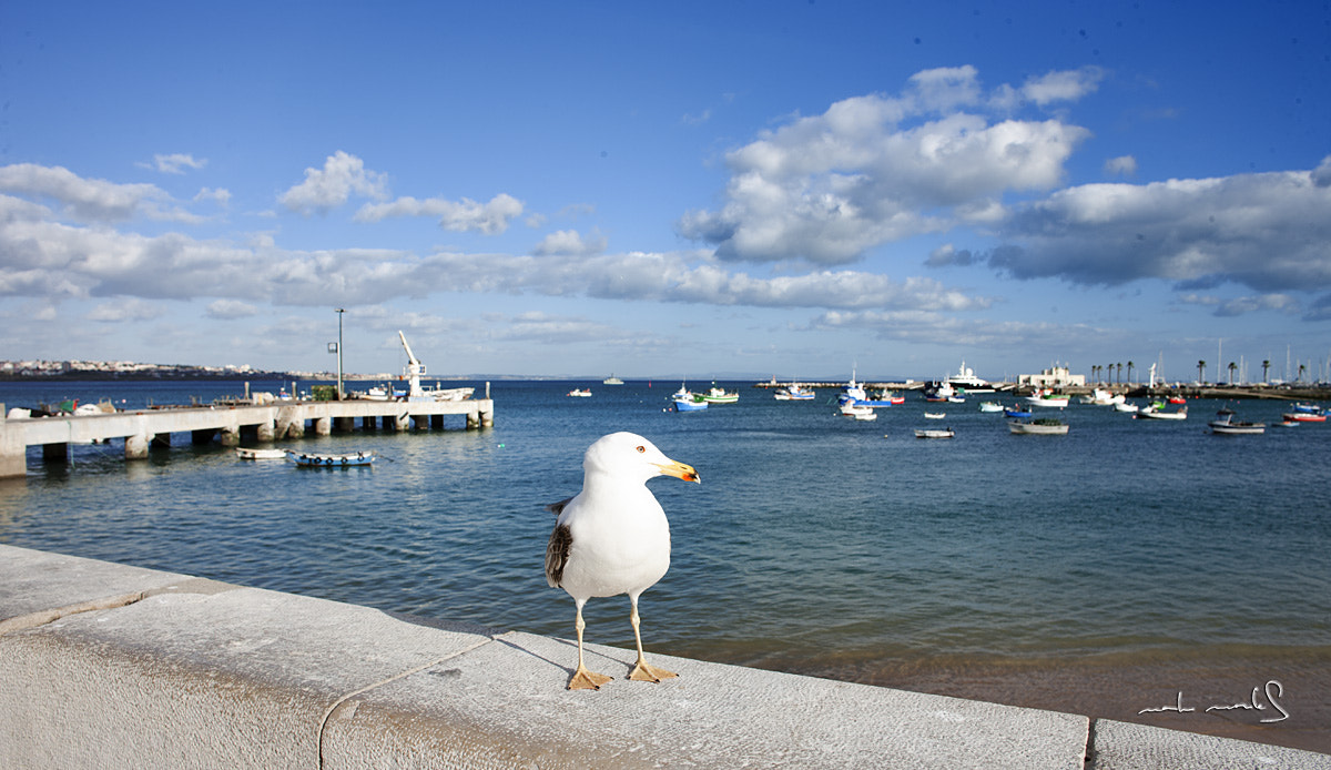 Canon EF 24mm F2.8 sample photo. Gaviota photography