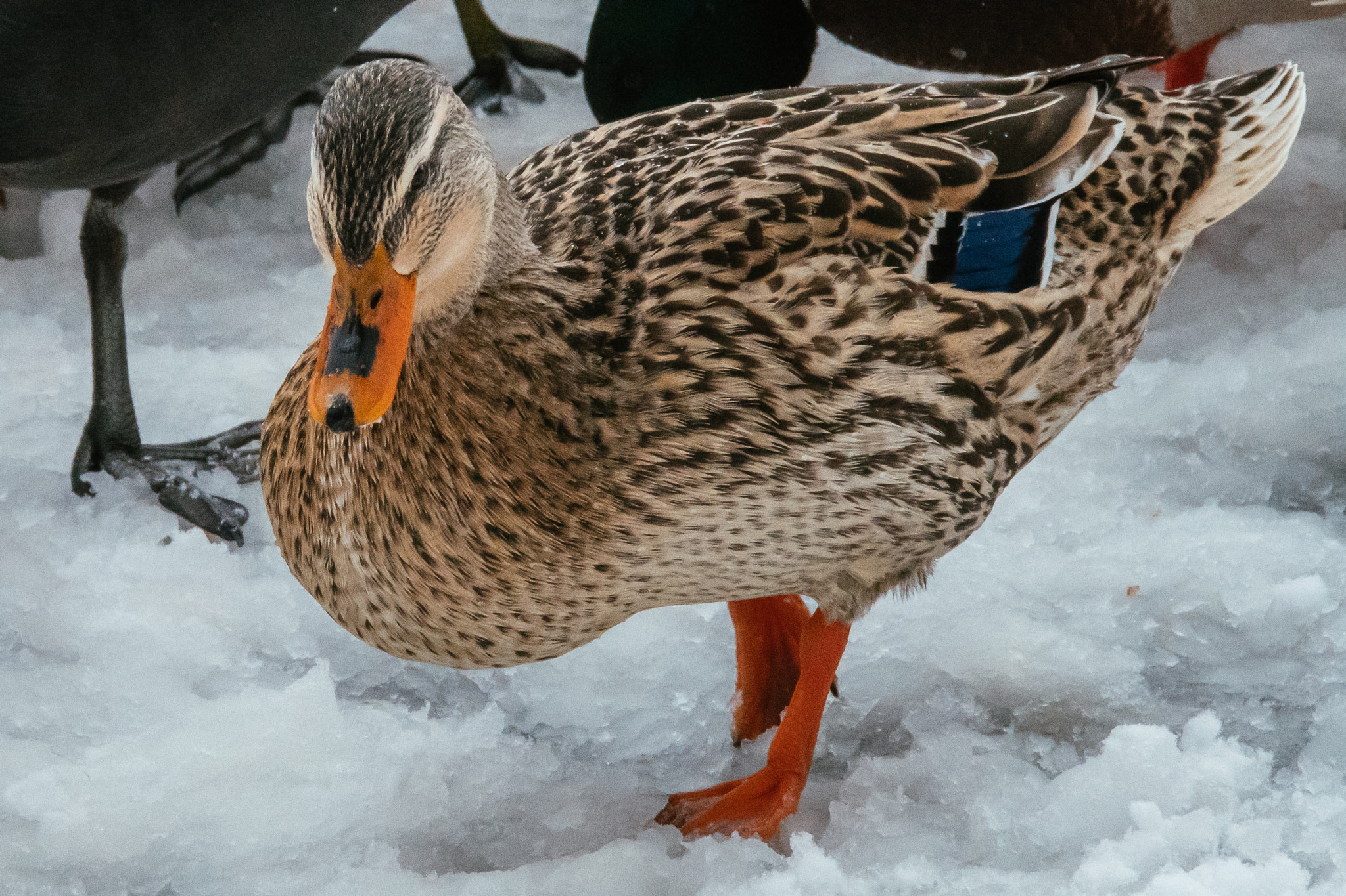 Nikon D500 sample photo. Close-up of a wild duck bird, mallard duck photography