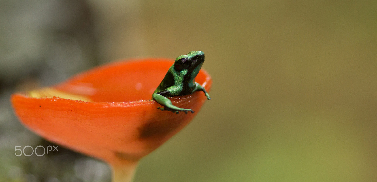 Canon EOS 7D sample photo. Green and black poison frog photography