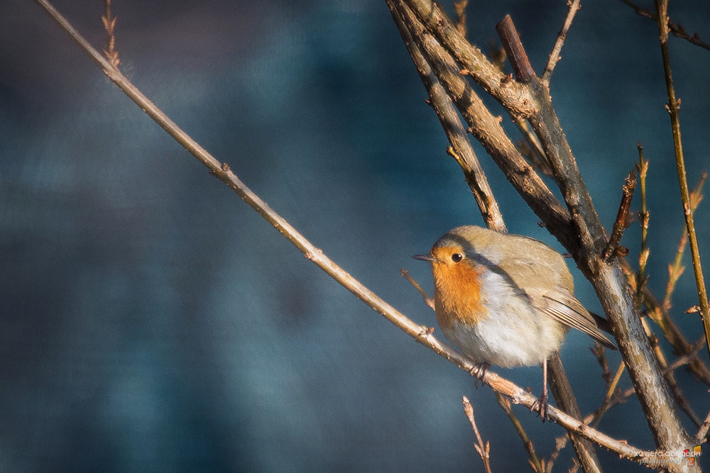 Sigma 150-500mm F5-6.3 DG OS HSM sample photo. Un oiseau en hiver photography