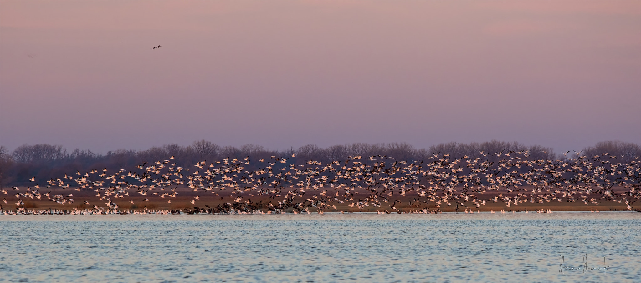 Canon EF 70-200mm F2.8L IS USM sample photo. Sunrise "pink" snow geese photography