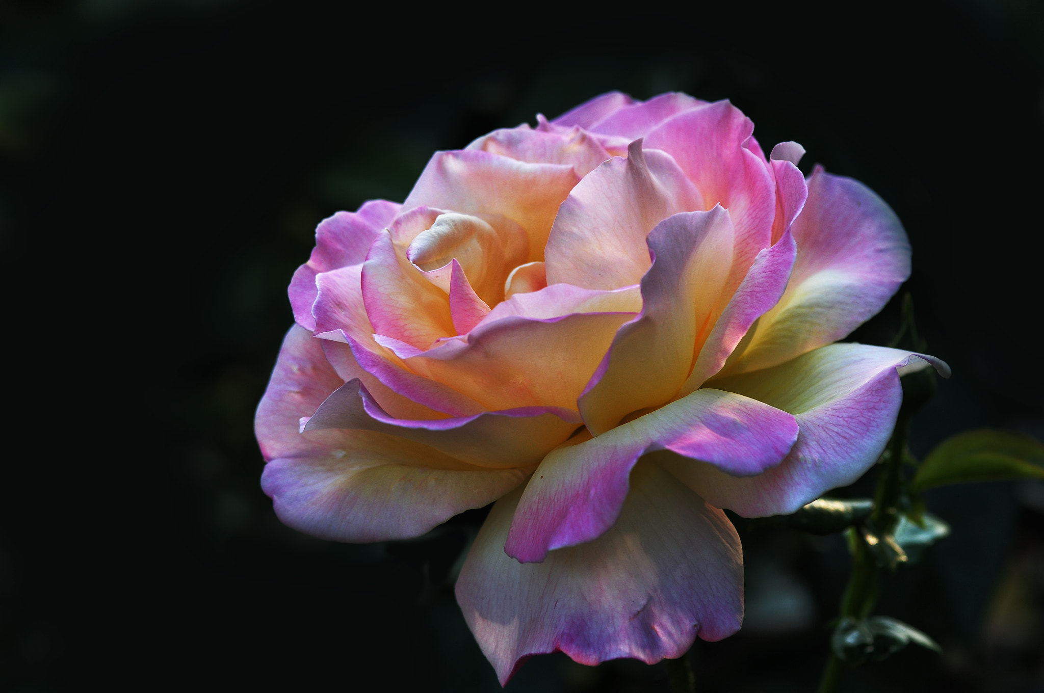 AF Micro-Nikkor 105mm f/2.8 sample photo. Роза photography