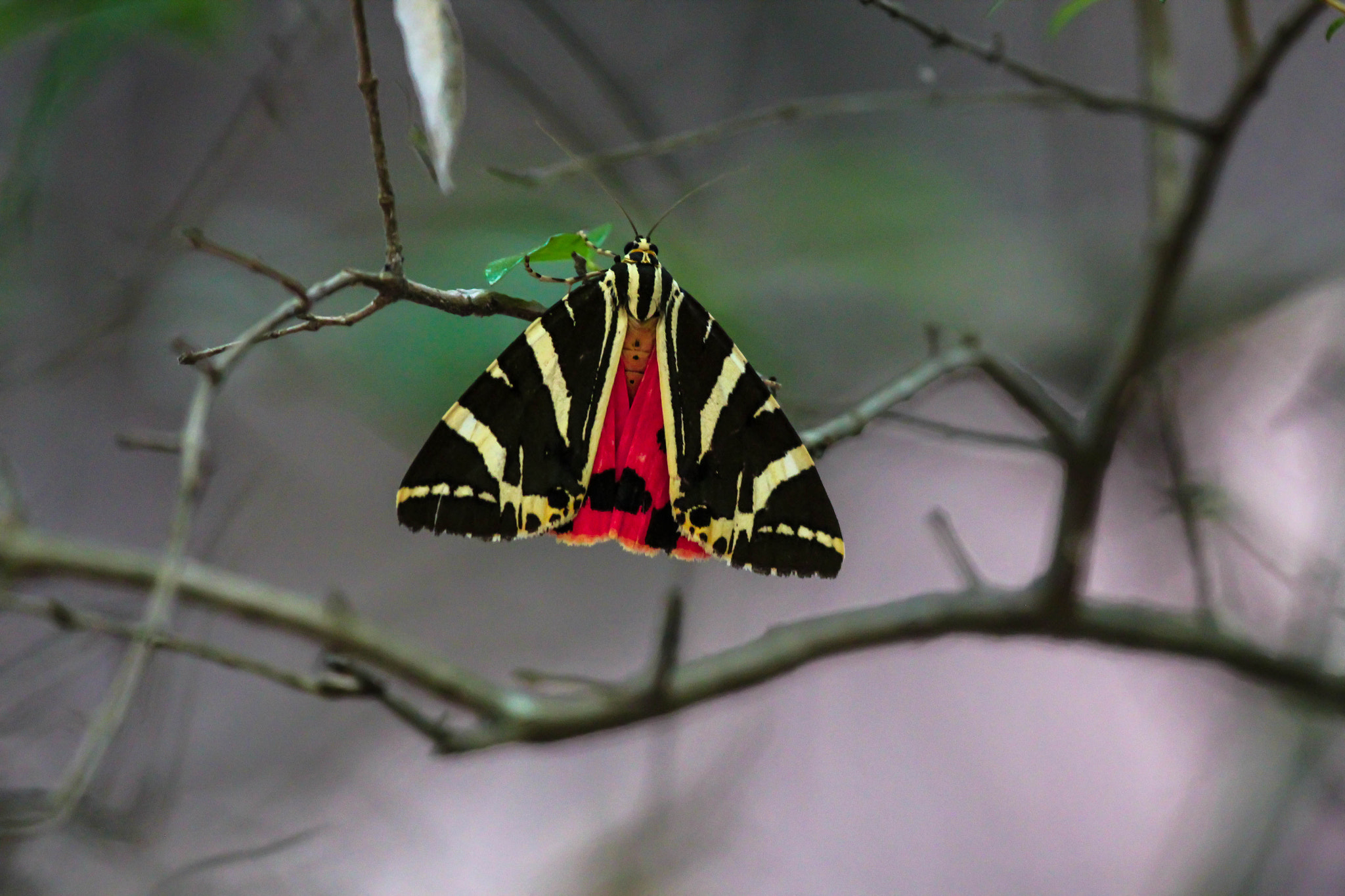 Canon EF 100-400mm F4.5-5.6L IS USM sample photo. Panaxia photography