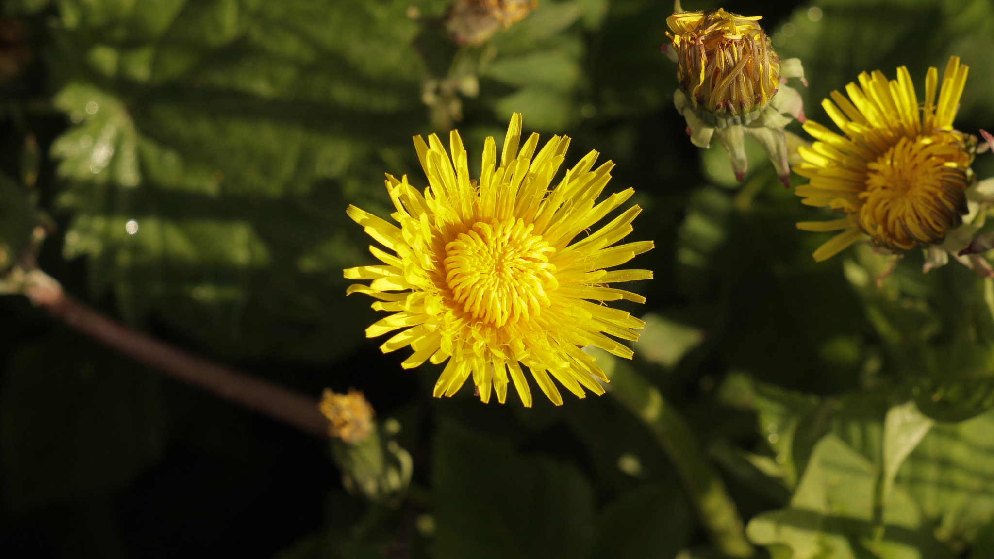 Canon EF 35-80mm f/4-5.6 sample photo. Mg photography