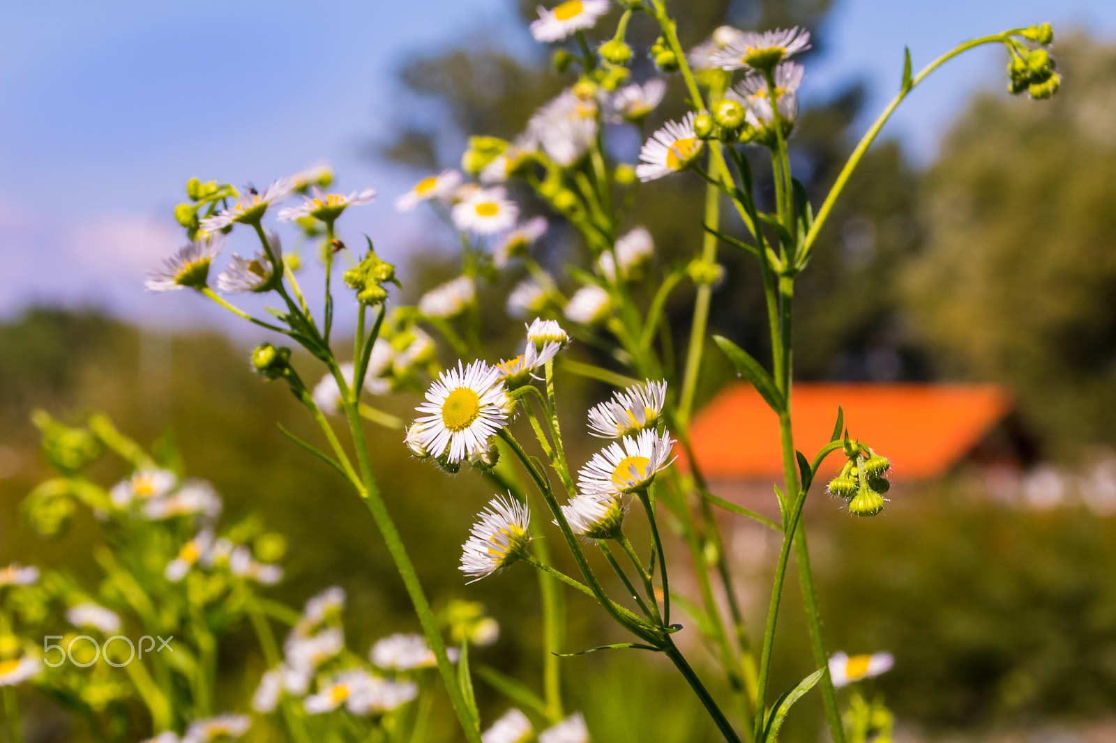 Canon EOS 750D (EOS Rebel T6i / EOS Kiss X8i) + Canon EF 75-300mm F4.0-5.6 IS USM sample photo. Daisy photography