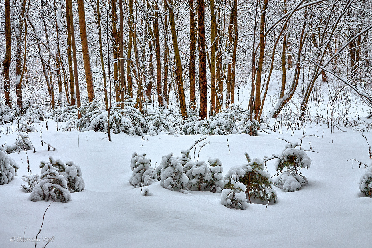 Canon EOS 1100D (EOS Rebel T3 / EOS Kiss X50) sample photo. Youths under snow... photography