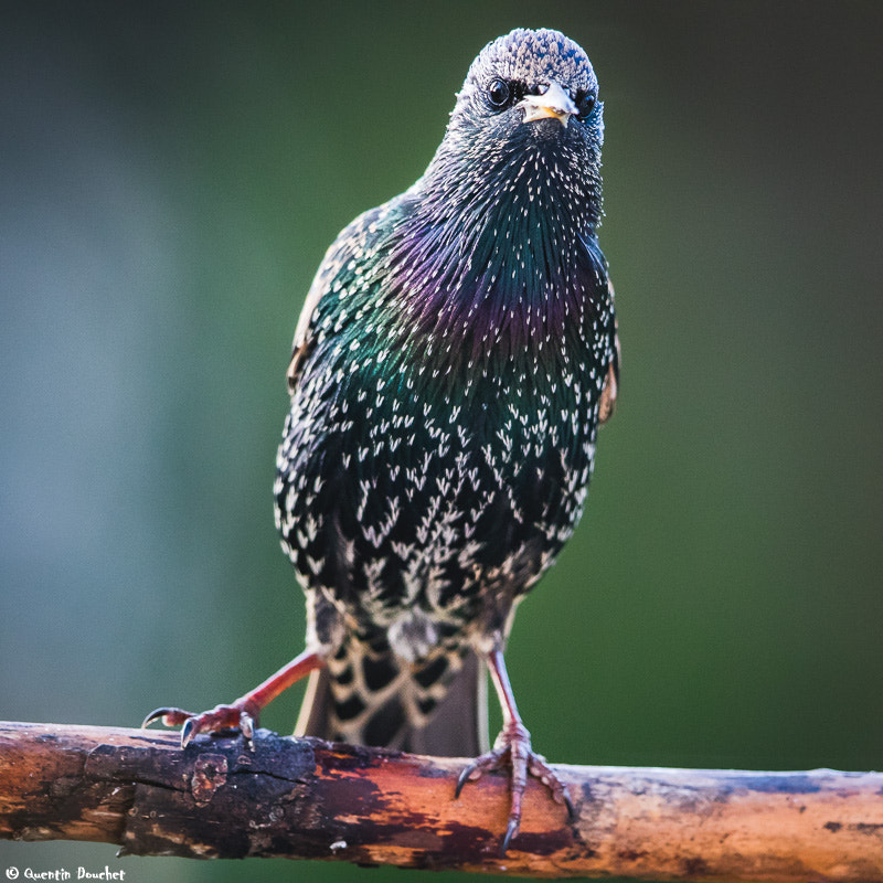 Canon EF 600mm F4L IS II USM sample photo. Étourneau sansonnet photography
