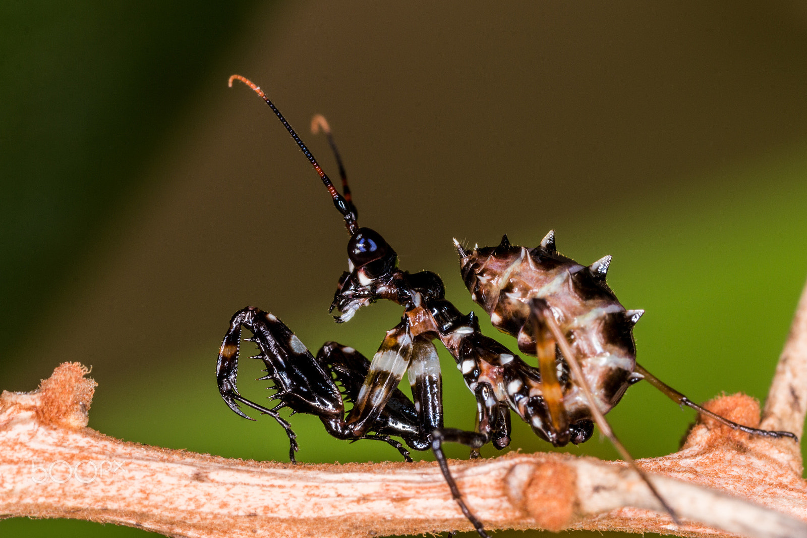 Canon EOS 70D + Canon MP-E 65mm F2.5 1-5x Macro Photo sample photo. Mante en studio photography