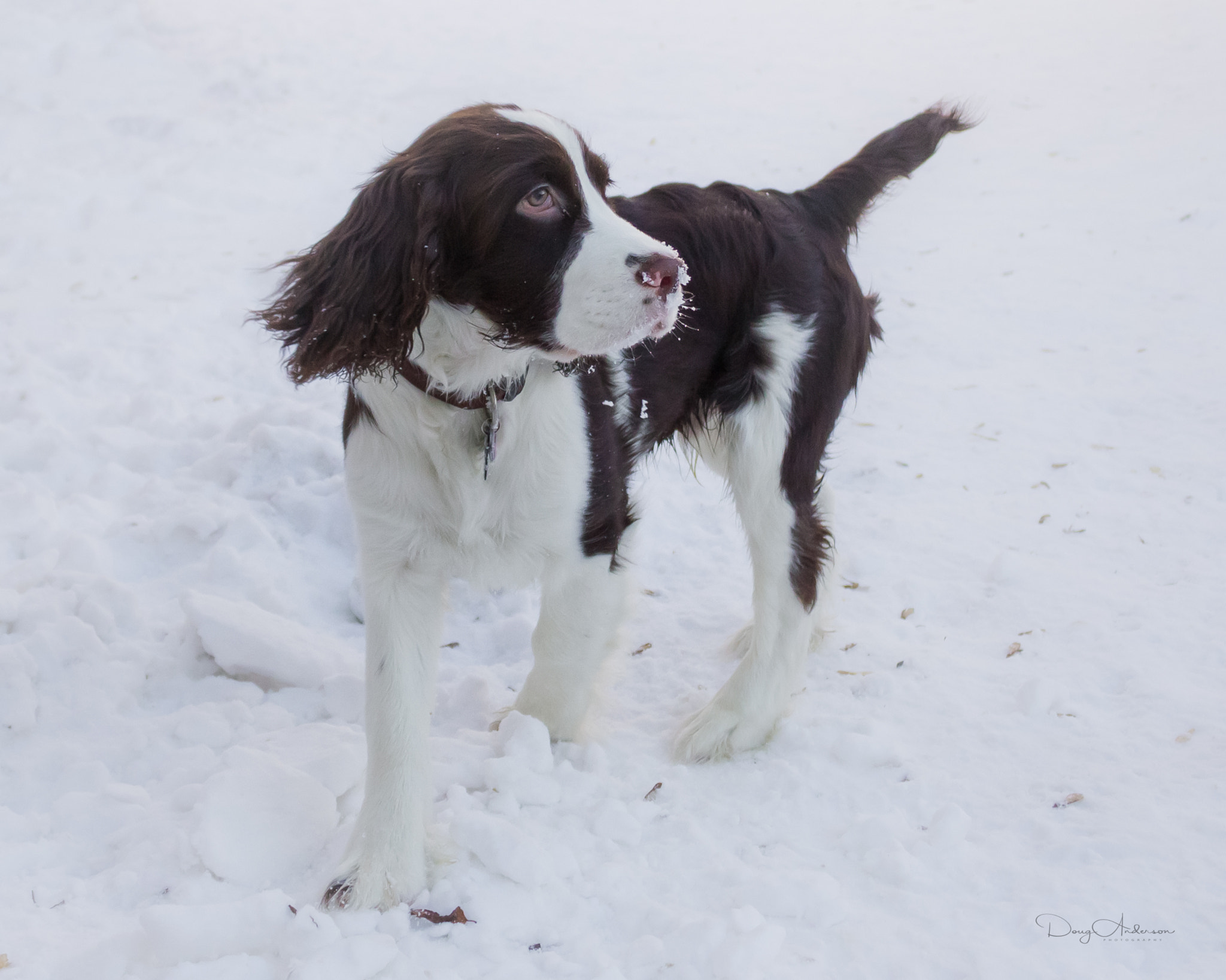 Canon EOS 550D (EOS Rebel T2i / EOS Kiss X4) sample photo. Whiskers photography