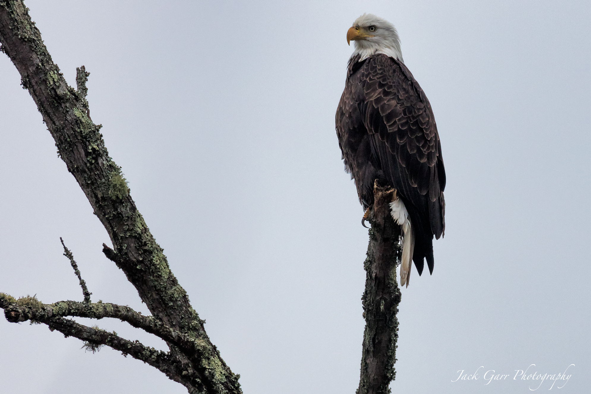 Canon EOS 5DS + 150-600mm F5-6.3 DG OS HSM | Sports 014 sample photo. Bald eagle photography