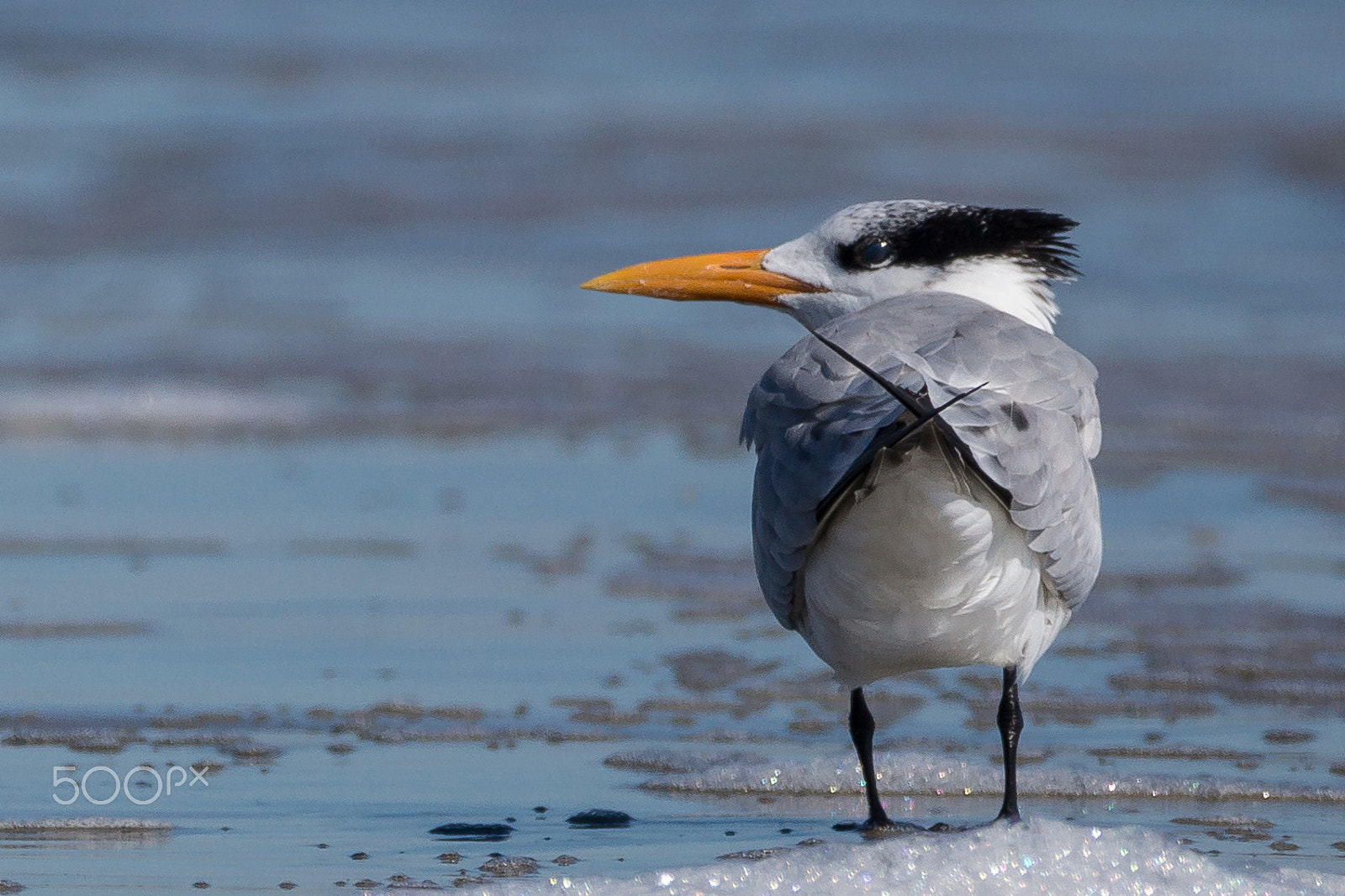 Sony 70-300mm F4.5-5.6 G SSM sample photo. One fashion bird photography