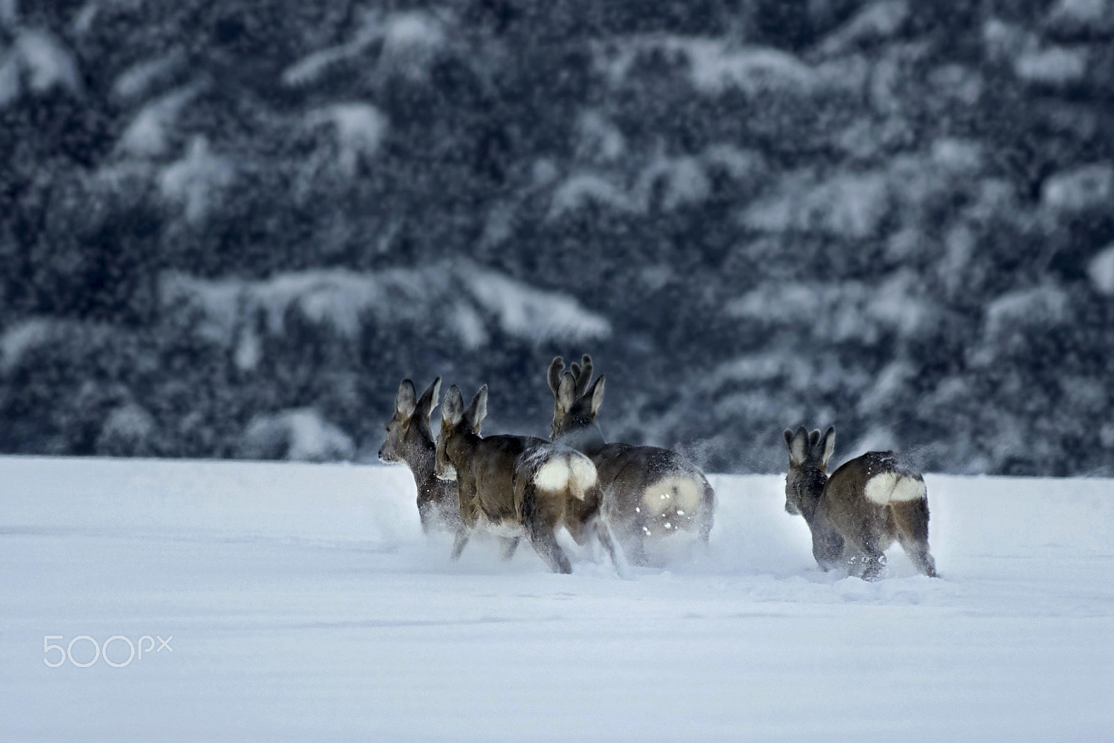 Pentax K-5 + Pentax smc DA* 300mm F4.0 ED (IF) SDM sample photo. Wildlife photography