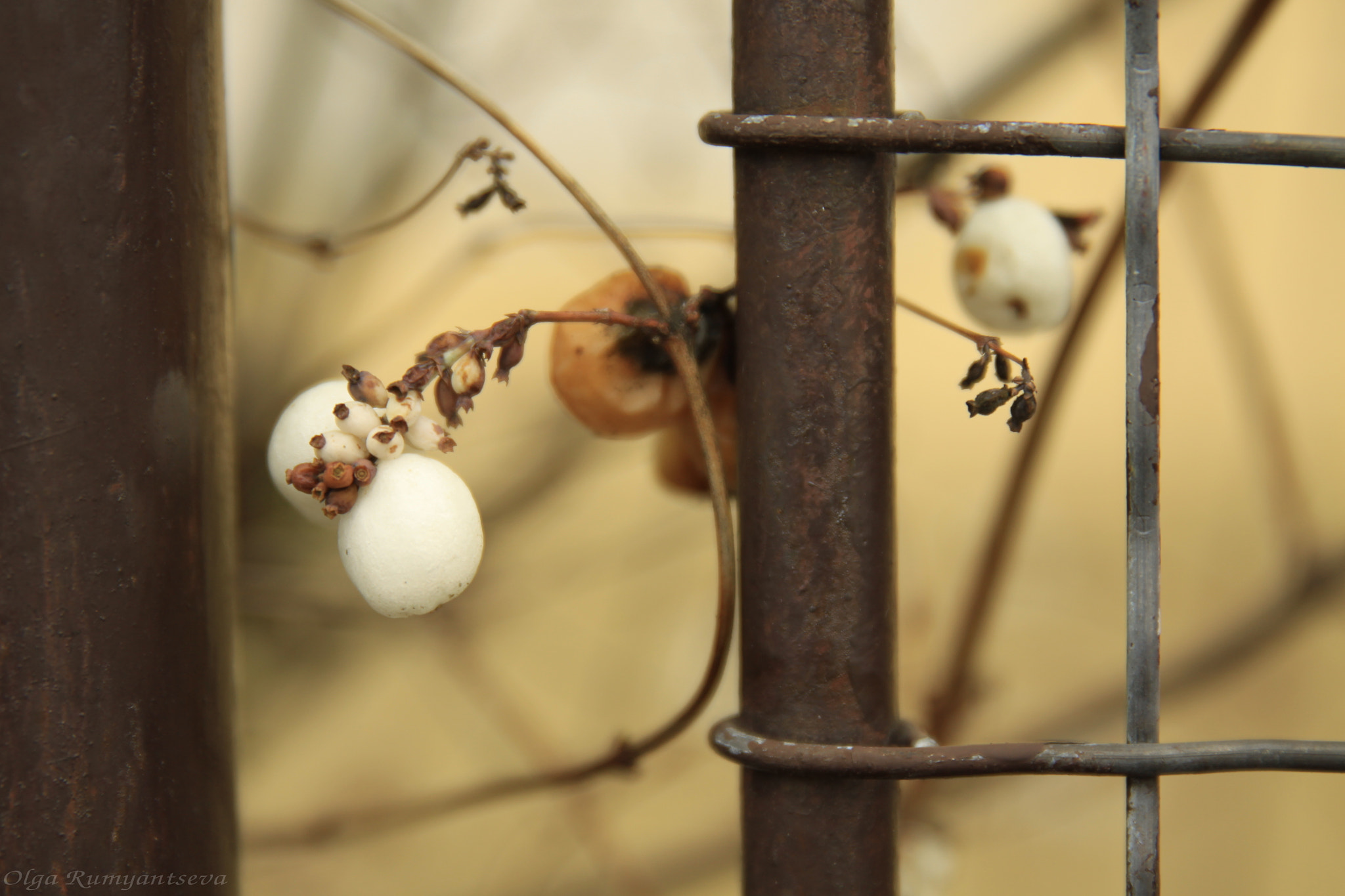 Canon EF 24-70mm F2.8L II USM sample photo. Opposites... photography