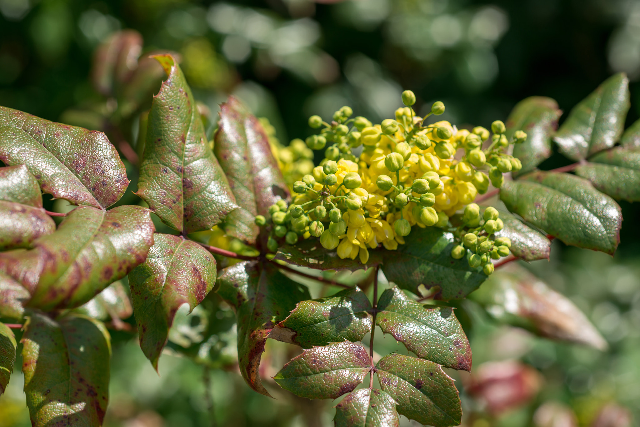 Nikon AF Micro-Nikkor 60mm F2.8D sample photo. Oregon grape flowers photography