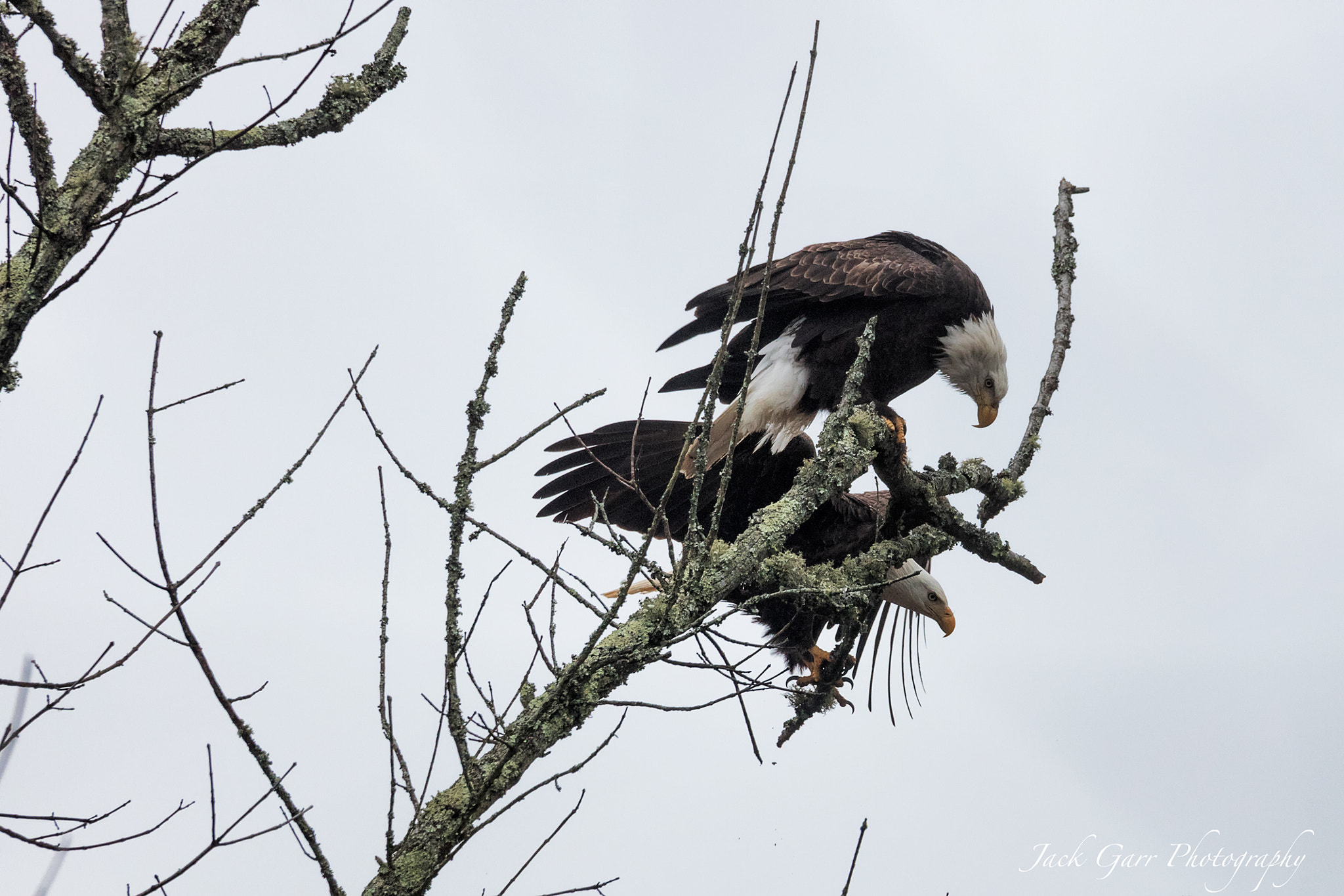 Canon EOS 5DS sample photo. Male joining the female bald eagle photography
