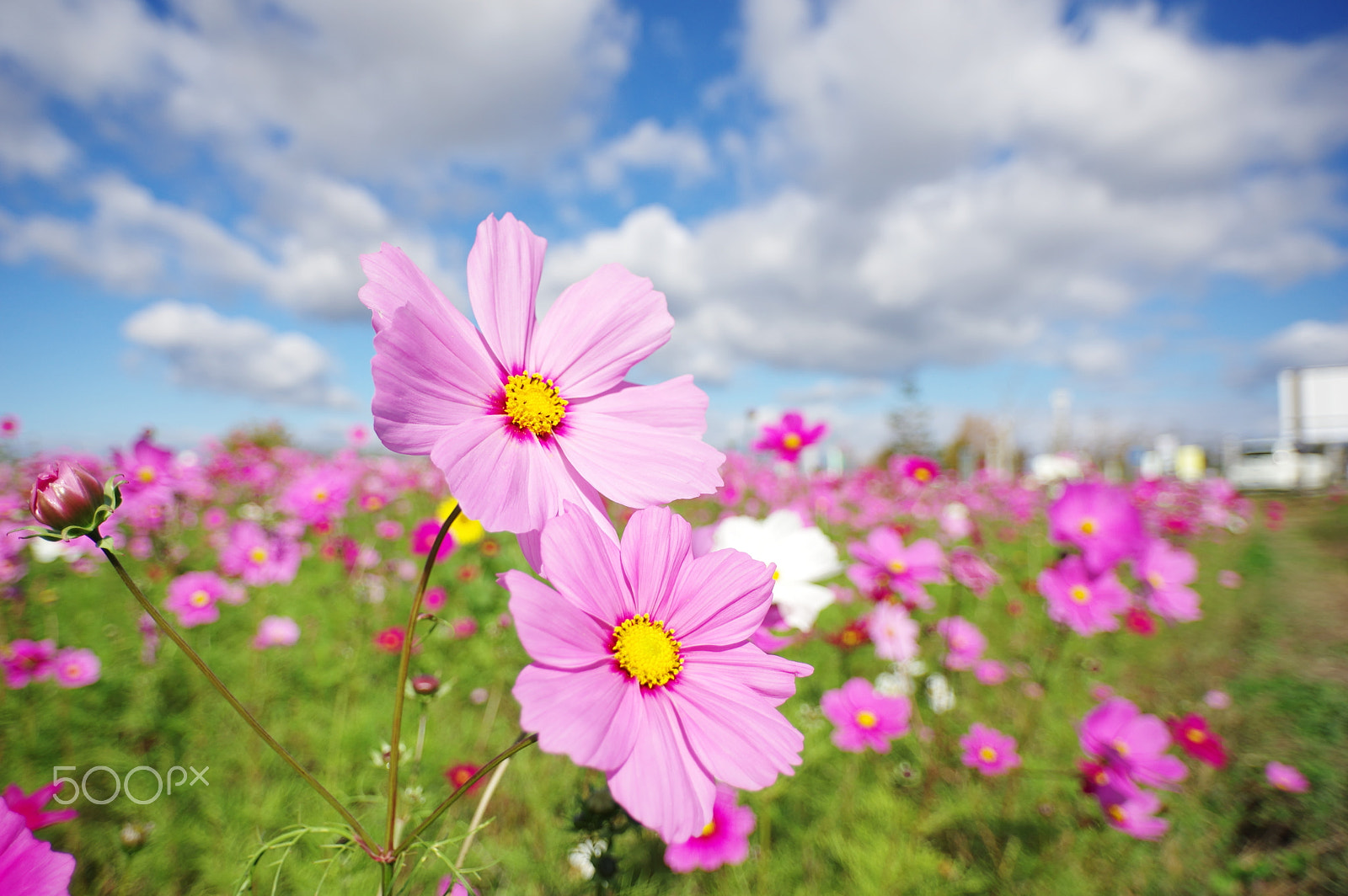 Pentax K-3 + HD Pentax DA 15mm F4 ED AL Limited sample photo. Lovely day 2 photography