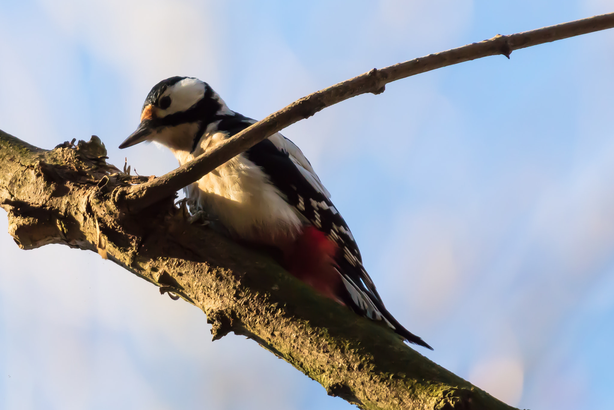 Canon EOS 5DS sample photo. Spotted woodpecker photography
