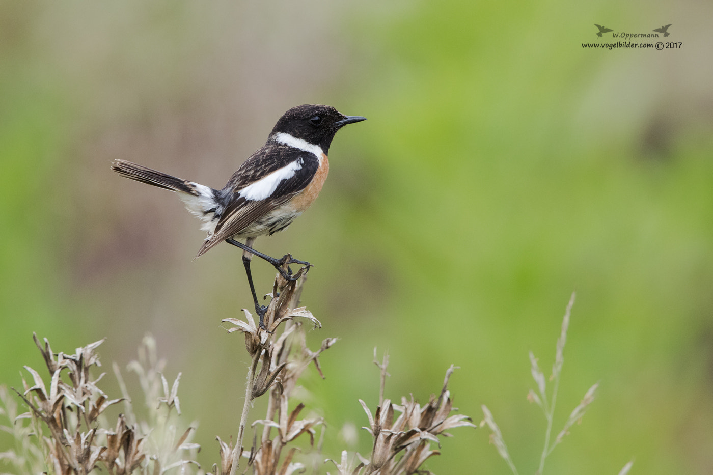 Canon EF 600mm F4L IS II USM sample photo. Schwarzkehlchen / stonechat  photography