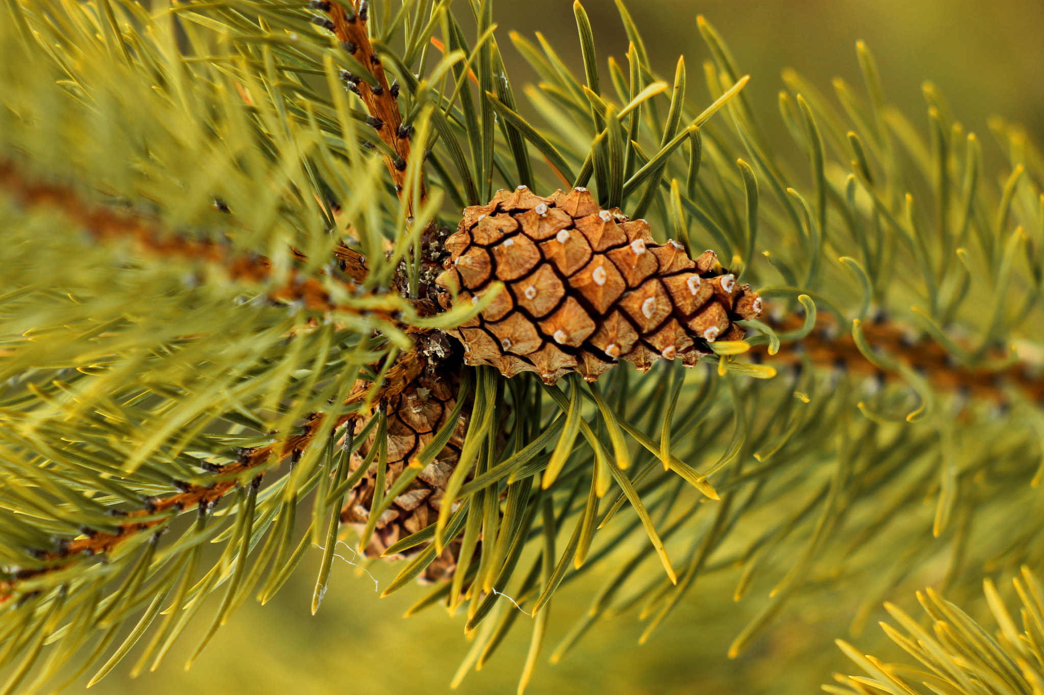 Canon EF 35-80mm f/4-5.6 sample photo. 655644.jpg photography
